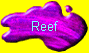  Reef 